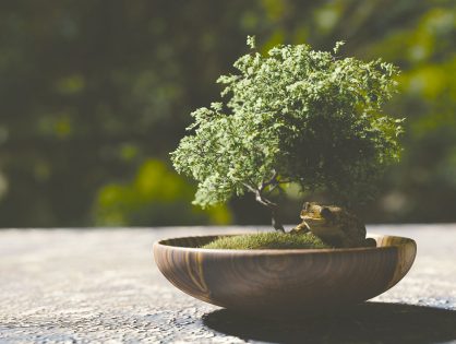 5 dicas para transplantar o seu bonsai com segurança