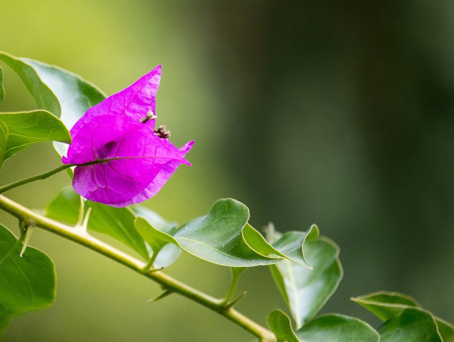 Bougainvillea: flores o ano inteiro
