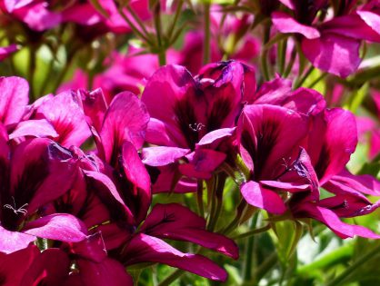 Jardim cor-de-rosa: descubra quais espécies usar