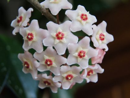 Hoya Carnosa, uma flor de beleza tão singular que nem parece de verdade!