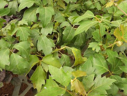 Confira detalhes sobre o cipó-uva e como plantá-lo