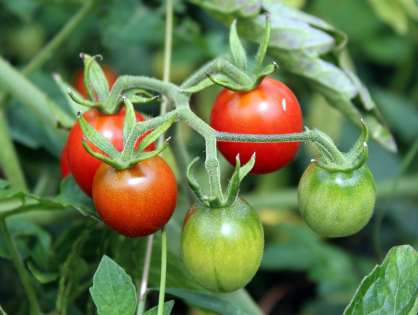 6 dicas para plantar tomatinhos em casa