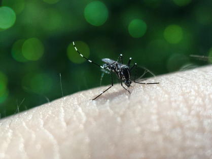 5 dicas para manter longe o mosquito da dengue