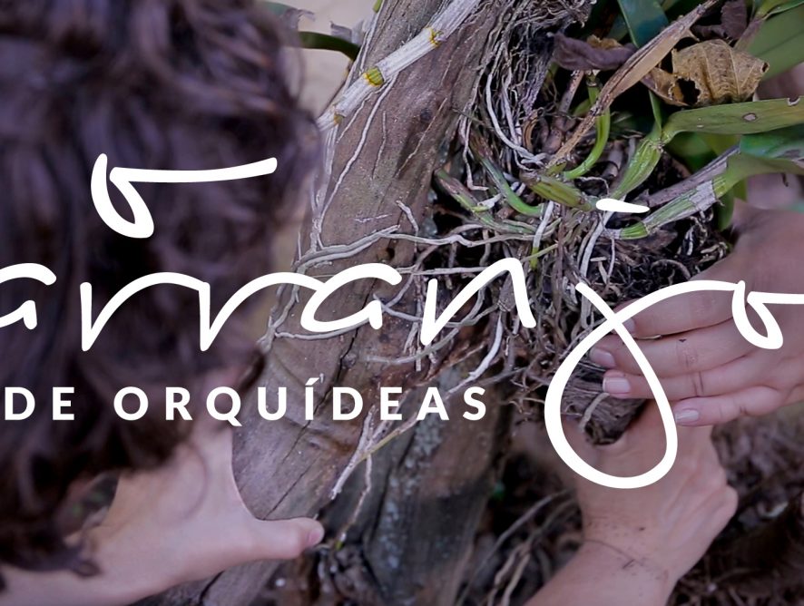 Jardim das Ideias #4: O arranjo de orquídeas