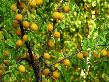 Sabores renovados: veja como adubar a sua árvore frutífera