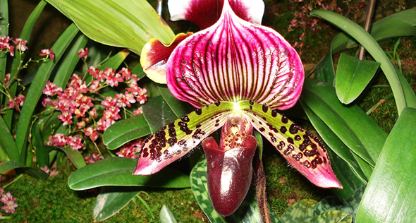 Como cuidar das orquídeas terrestres