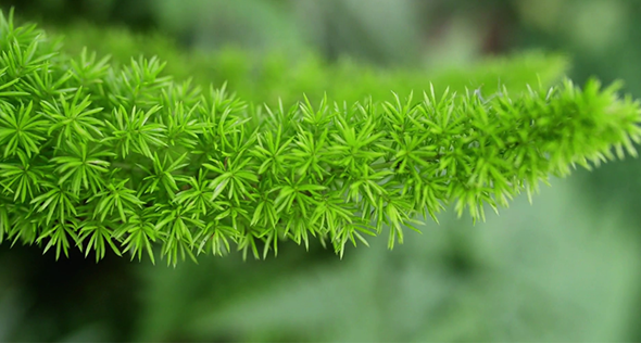 Aspargo-pluma, leveza e beleza para o jardim