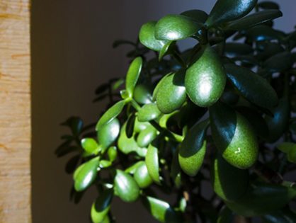 Crassula ovata: aprenda a cultivar a fofíssima planta de jade