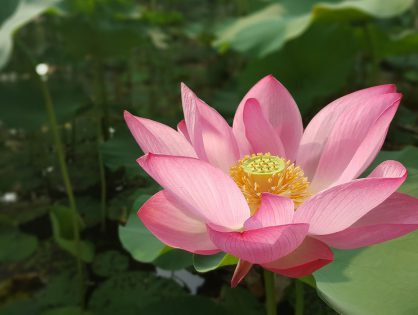 Nelumbo nucifera: conheça mais sobre a flor de lótus