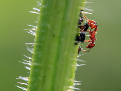 Formigas saúvas ou cortadeiras: como identificar e combater