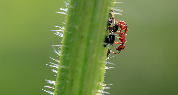Formigas saúvas ou cortadeiras: como identificar e combater