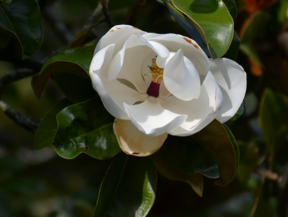 Magnolia grandiflora: saiba mais sobre a exuberante magnólia-branca