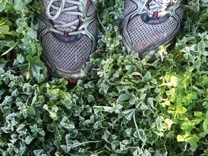 Plantas que eliminam maus odores nos calçados