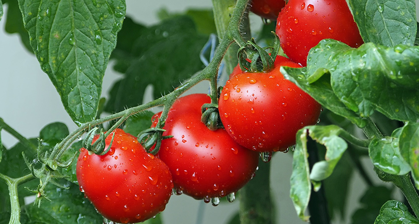 Tipos de tomates que podem ser plantados no jardim