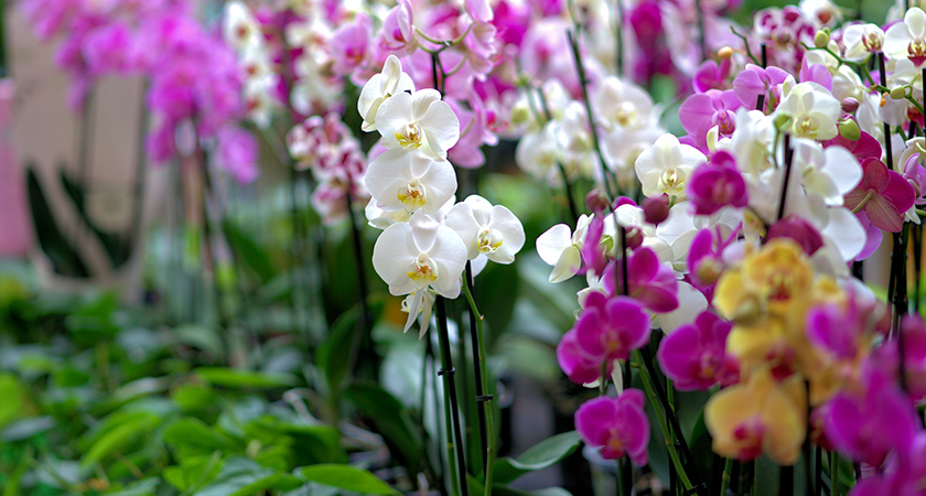 Manchas nas folhas das orquídeas: como tratar