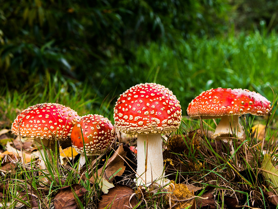 Cogumelos comestíveis ou venenosos: como identificar
