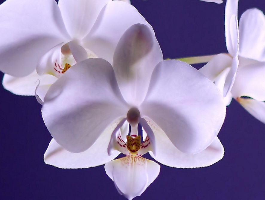Aprenda a plantar e cuidar de orquídeas
