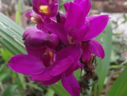 Orquídea-grapete: aroma e beleza no jardim