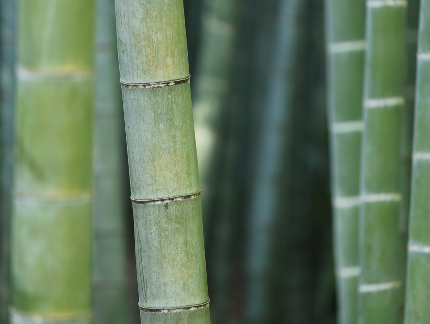 Como plantar bambu