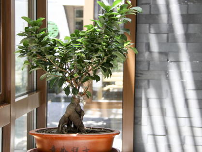 Principais dúvidas sobre bonsai