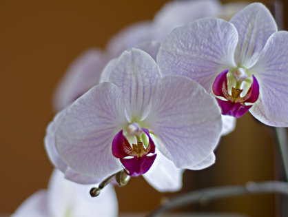 Como plantar orquídea em vasos
