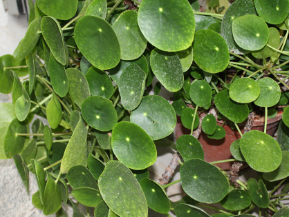 Planta- panqueca: conheça a Pilea peperomioides