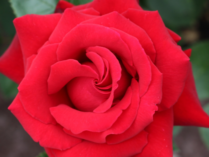 Confira dicas para cultivar rosas em apartamentos