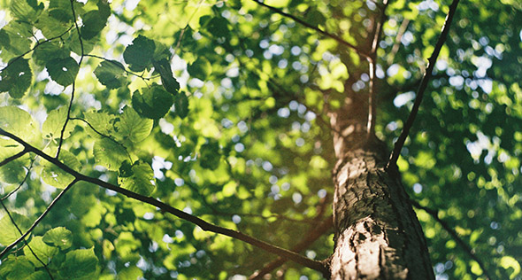 10 dicas para acertar no plantio de árvores