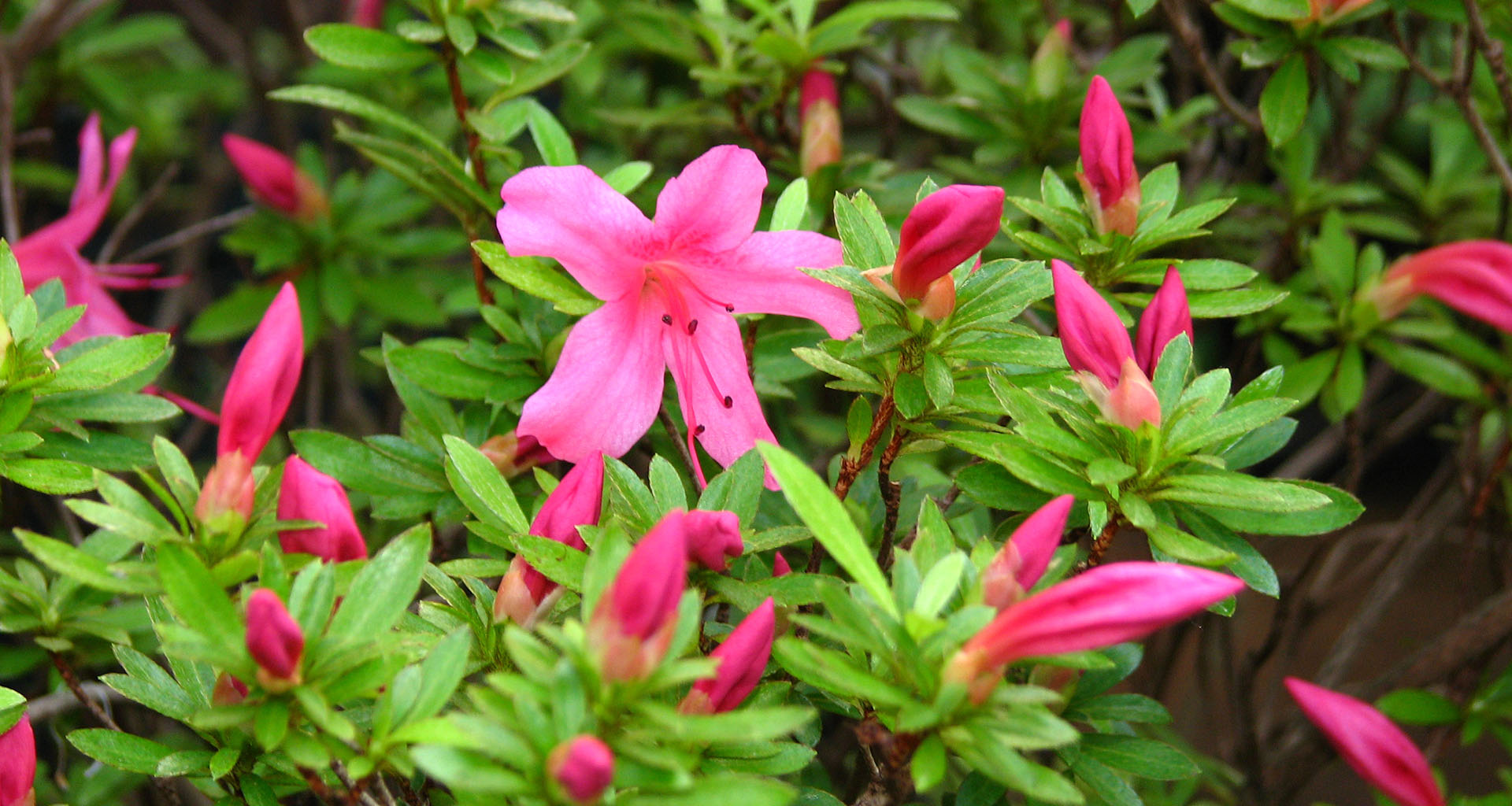 Jardim cor-de-rosa: descubra quais espécies usar – Jardim das Ideias STIHL