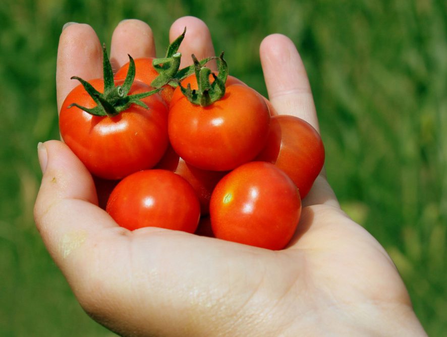Como plantar tomate-cereja em casa