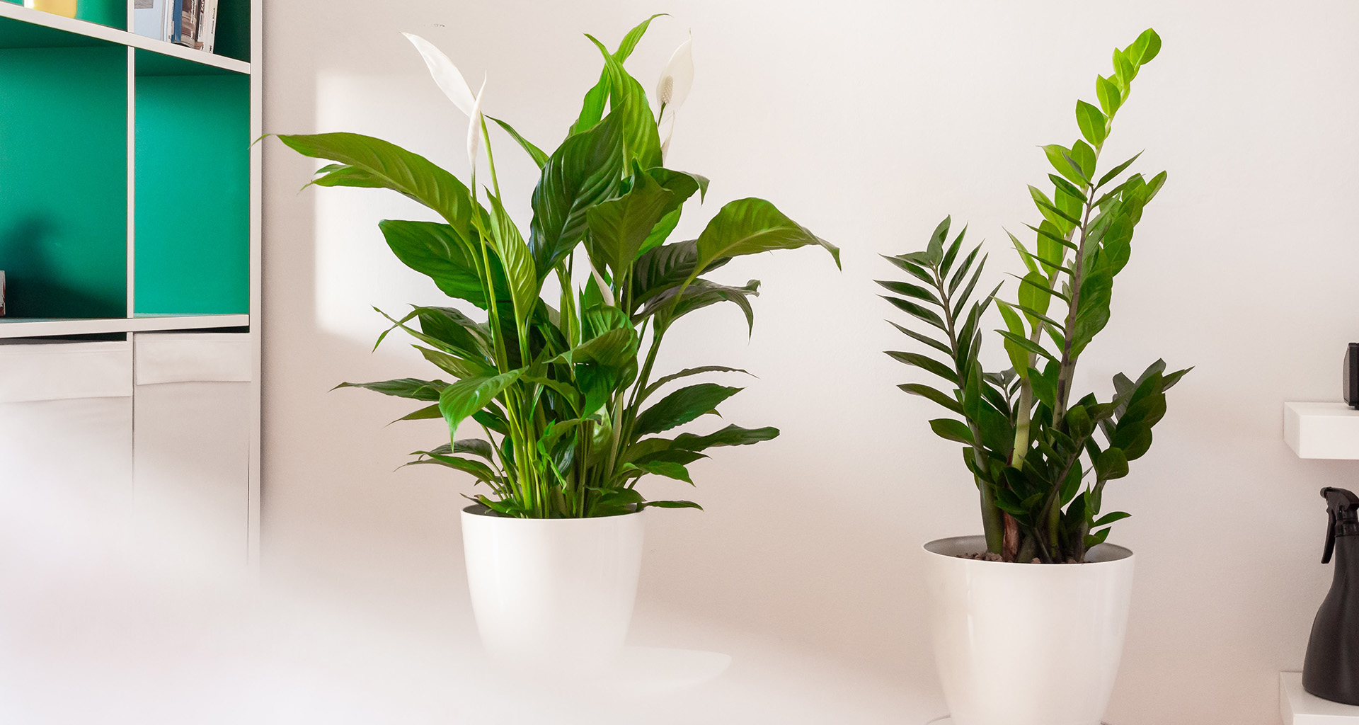 Plantas em ambientes com ar-condicionado: é possível?
