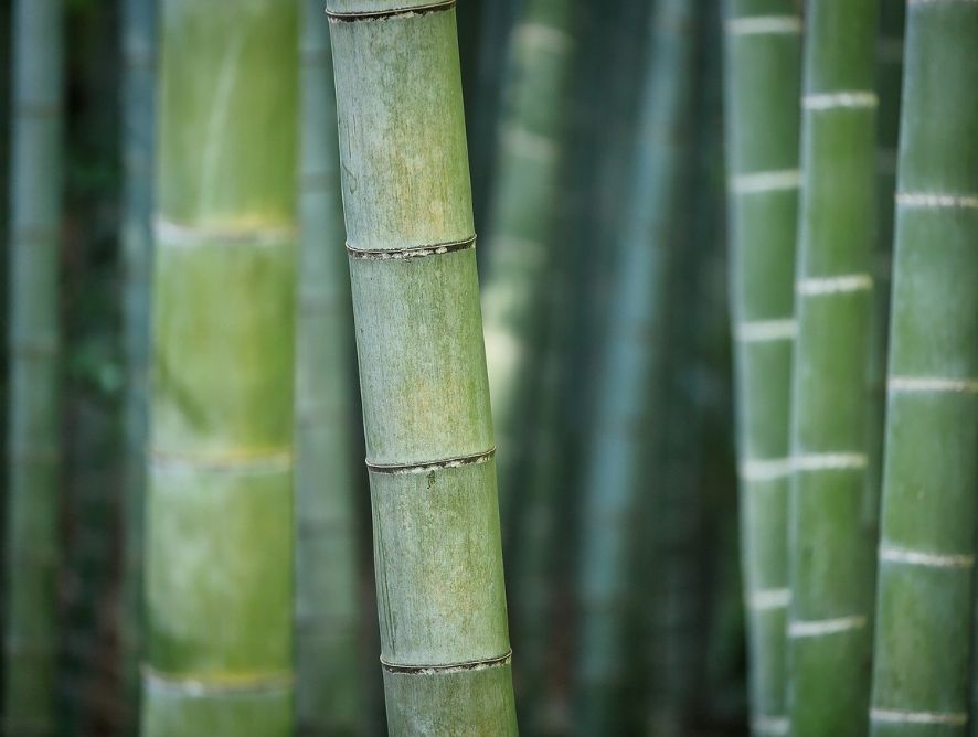 Bambu e jardinagem vertical: opção para quem não tem espaço