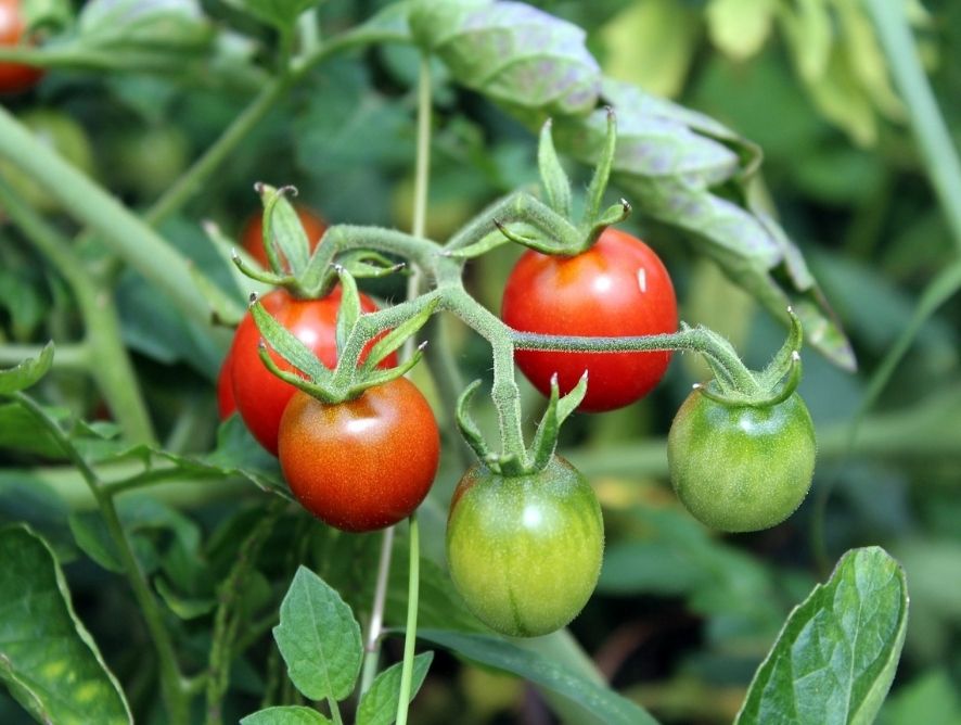 Qual a melhor época para plantar tomate