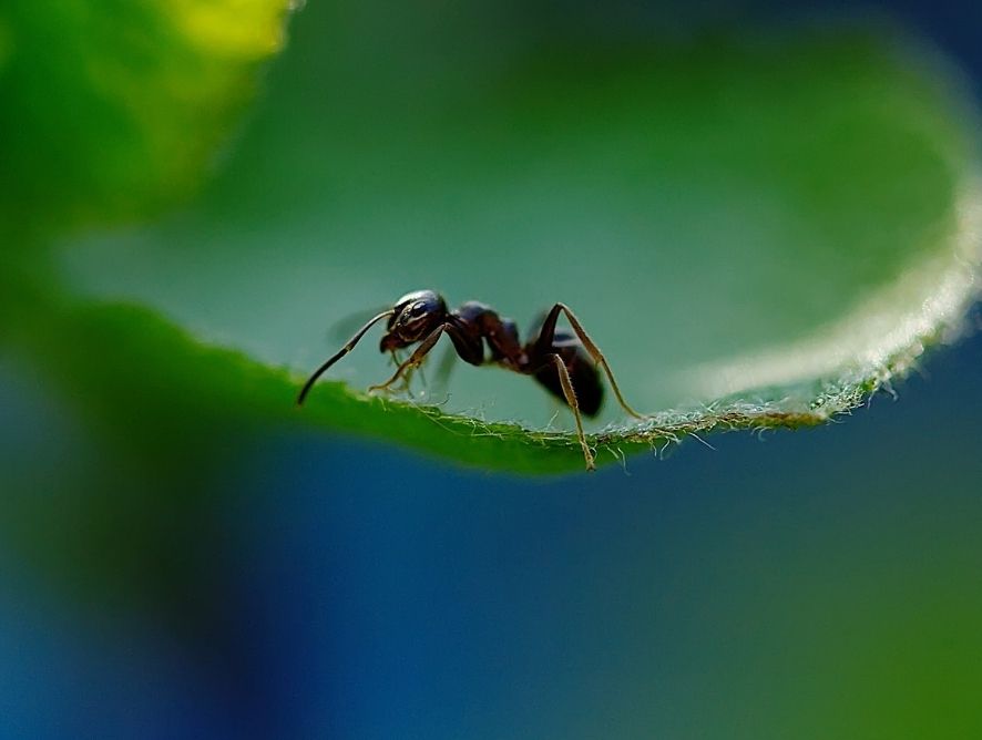Como cuidar das plantas usando barreiras físicas para as formigas?