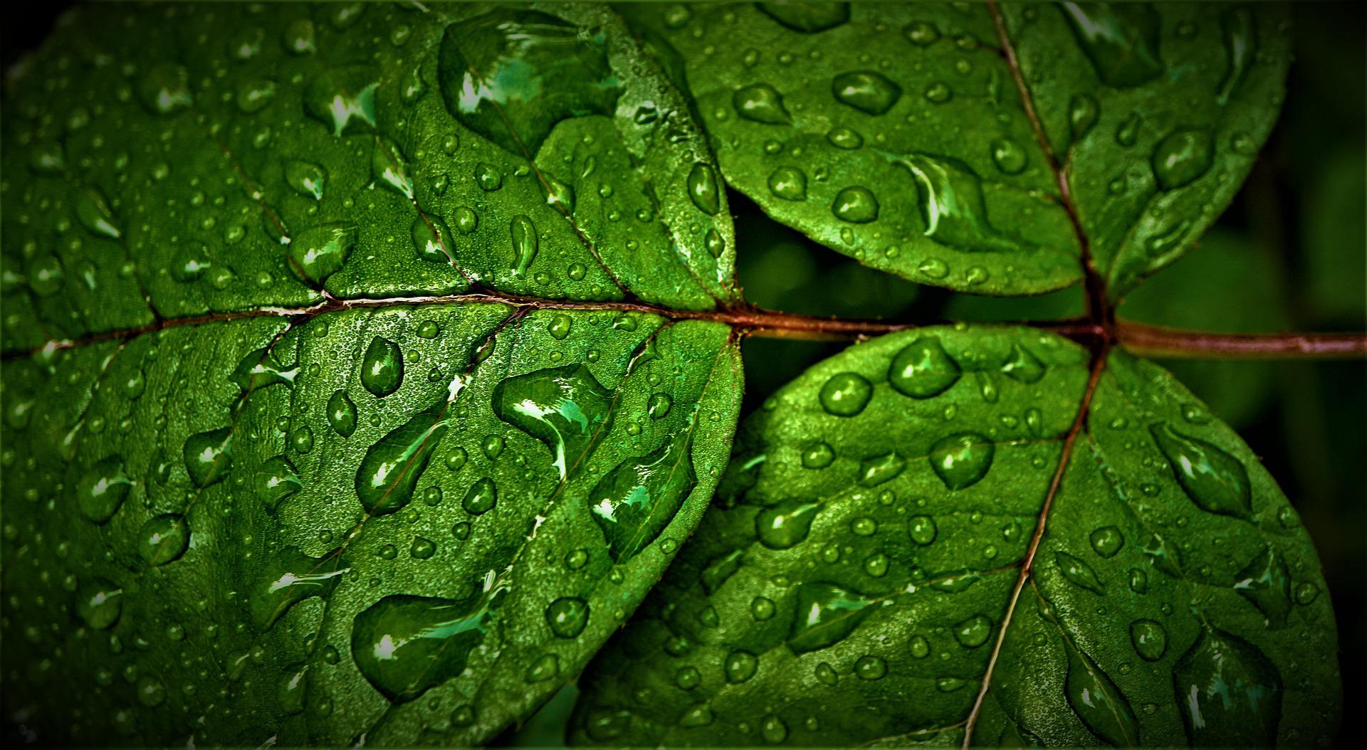 Água da chuva: é possível usar no jardim?