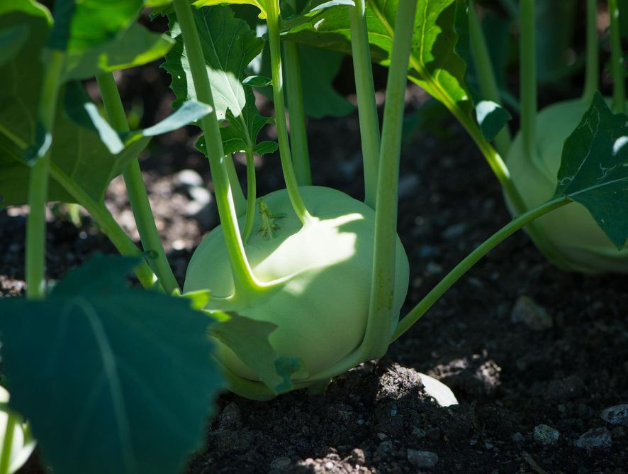 Cuidados gerais no cultivo de hortaliças