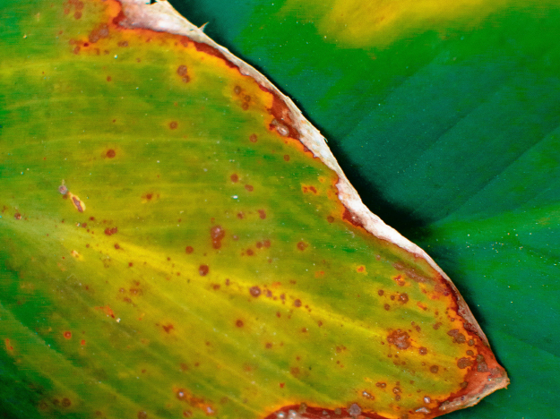 <strong>4 coisas que podem causar manchas amarelas nas plantas</strong>
