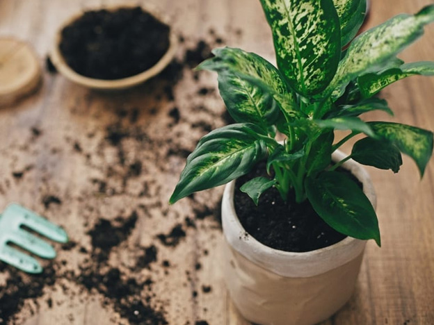 Como plantar em vasos sem furos: aprenda