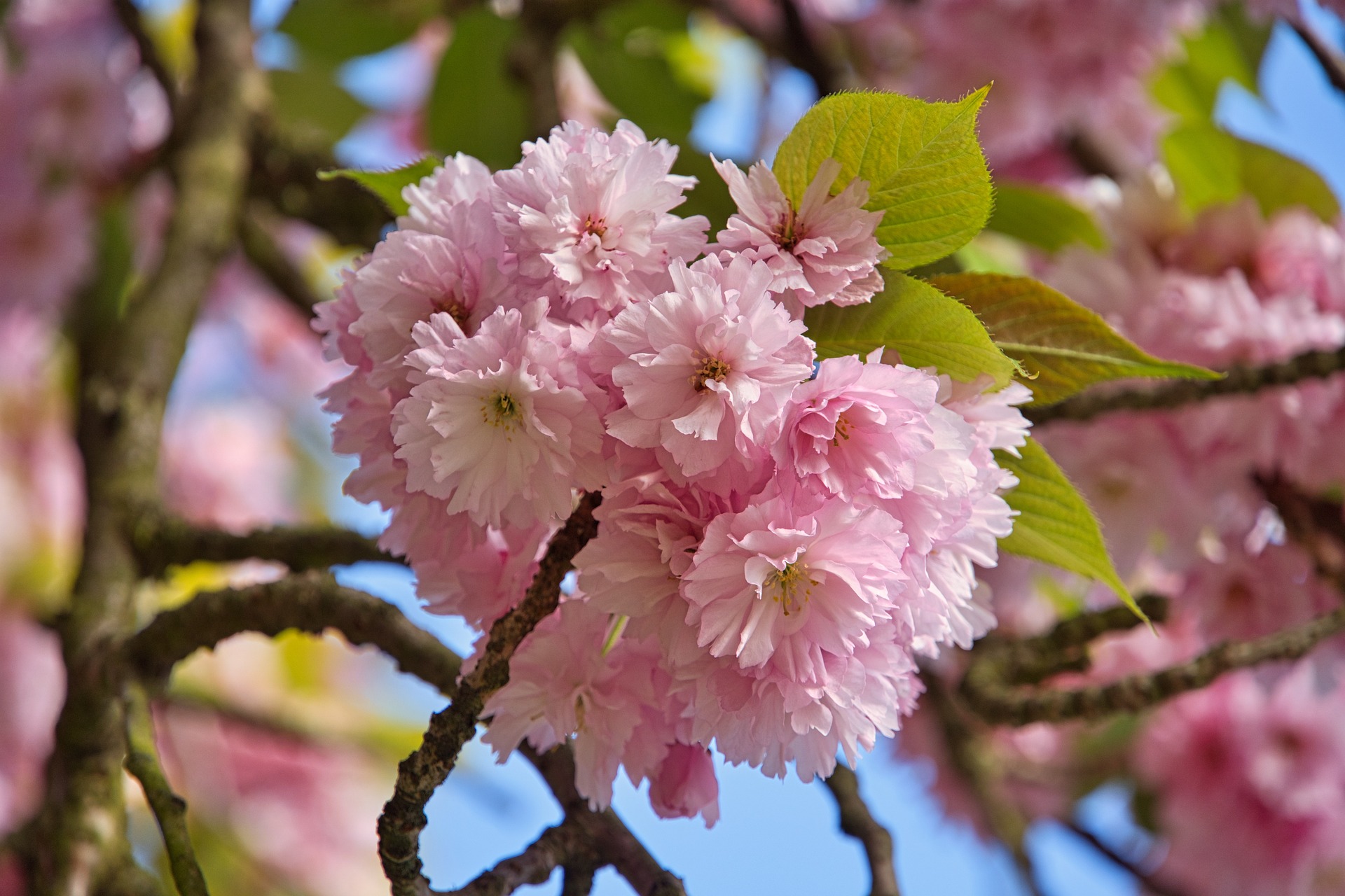 <strong>Cerejeira-japonesa: como cultivar e cuidar de uma das árvores mais belas do mundo</strong>