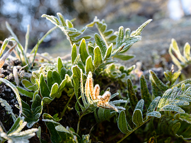 <strong>3 dicas essenciais para cuidar das plantas no inverno</strong>
