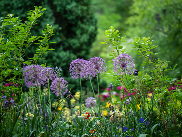 5 dicas para ter um jardim bonito e saudável