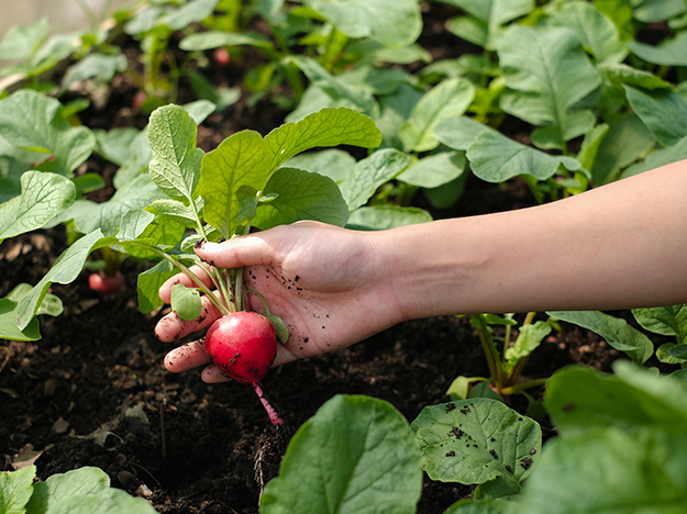 3 hortaliças ideais para plantar no inverno e colher no verão