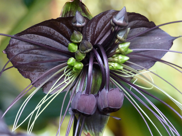 <strong>Conheça a Flor-morcego: uma beleza misteriosa da natureza</strong>