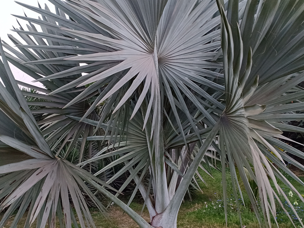 <strong>Conheça a Palmeira azul e saiba como cultivar essa espécie ornamental<br></strong>