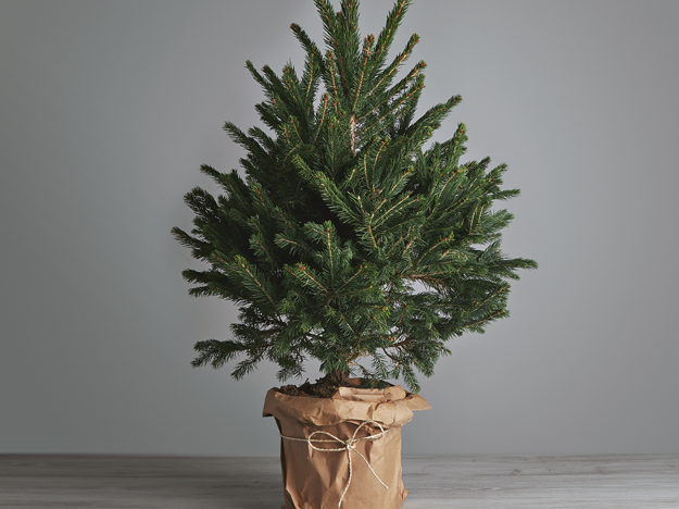 Como cuidar de um pinheiro de Natal dentro de casa? 