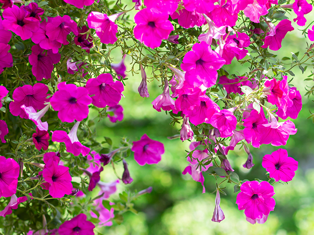 Conheça seis plantas pendentes que ostentam lindas flores