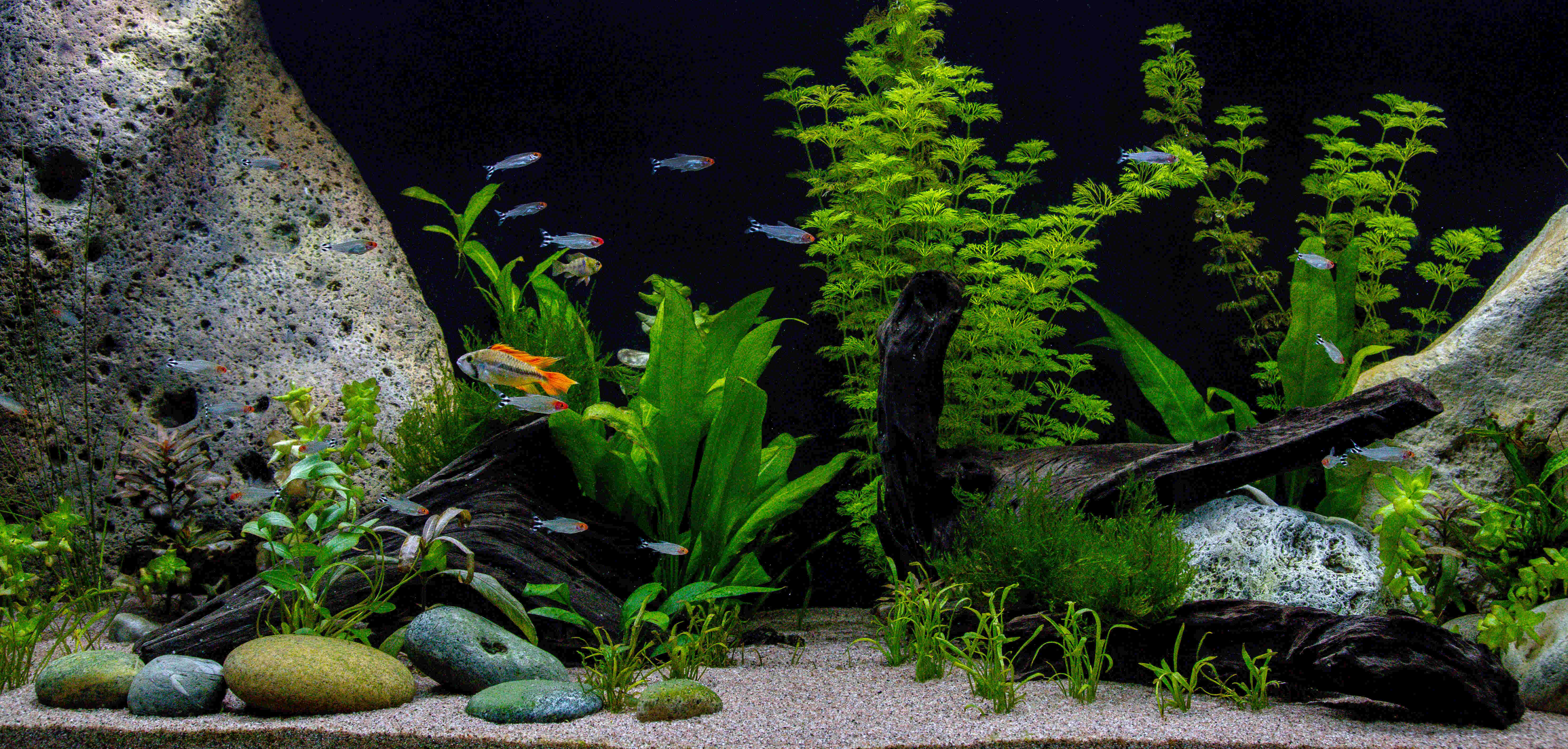 Como desenvolver um aquário plantado? 