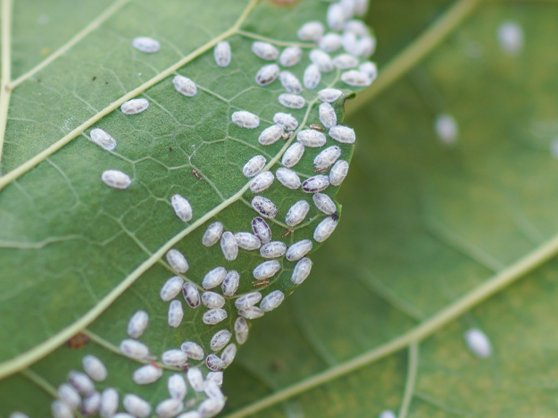 Cochonilha: saiba mais sobre este inseto que pode prejudicar suas plantas